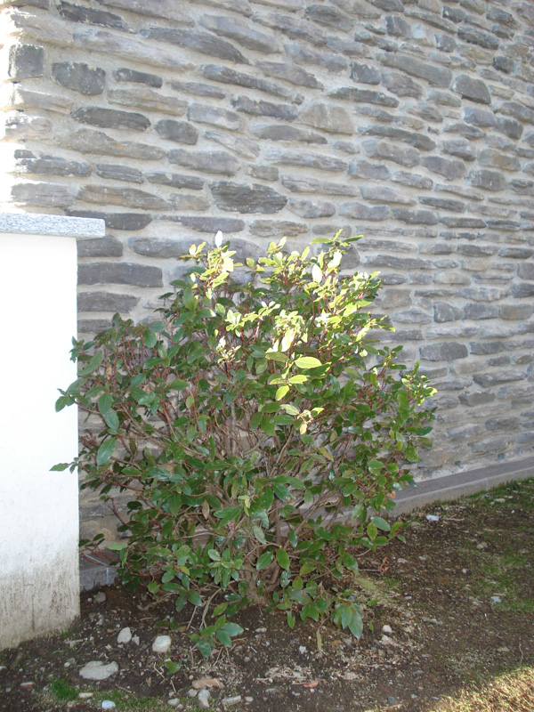 esterni